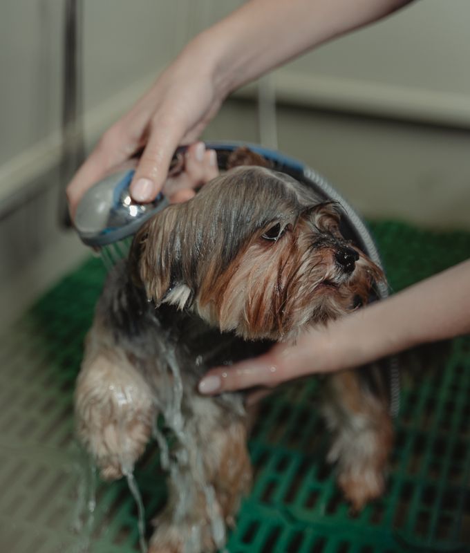 Baño de un perro pequeño en el spa