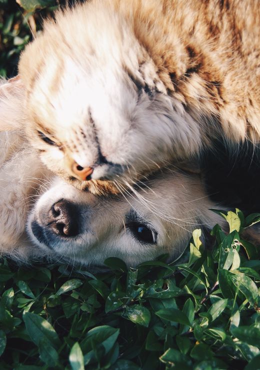 Un gato y un perro juntos, relajados