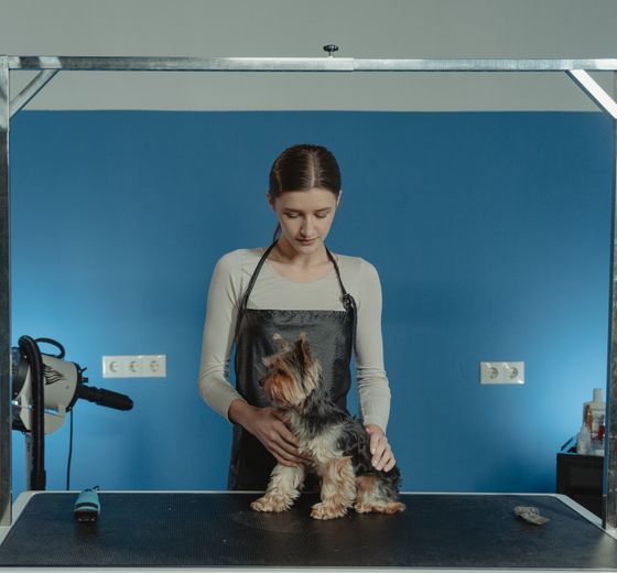 Estilista arreglando un perro sobre la mesa de estética