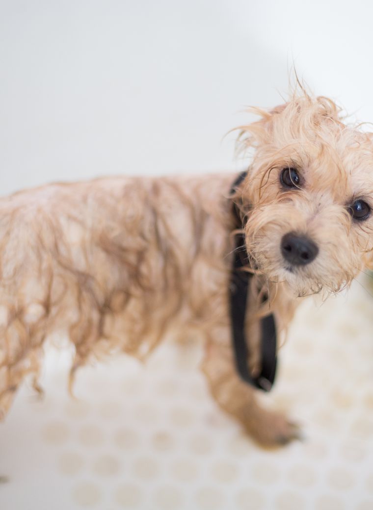 Perro recién bañado en el spa