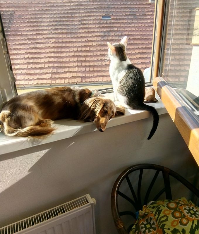 Un perro y un gato descansando juntos al sol